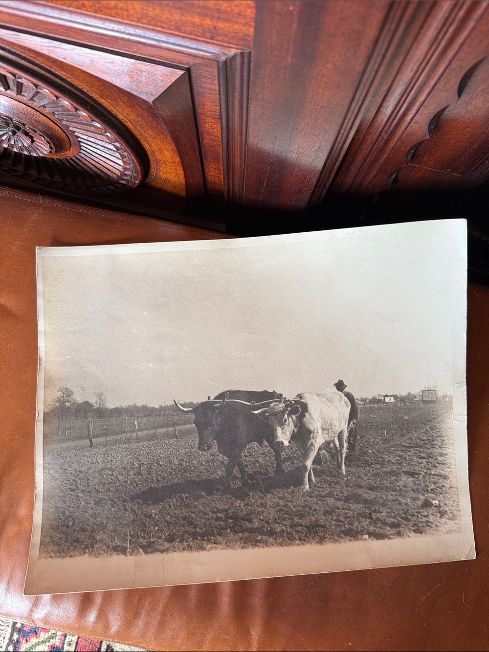 Vintage Oxen Plowing Photograph – Antique Rural Americana Farmhouse Decor
